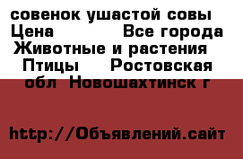 совенок ушастой совы › Цена ­ 5 000 - Все города Животные и растения » Птицы   . Ростовская обл.,Новошахтинск г.